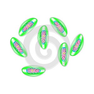 Egg of pinworm. The structure of an egg pinworm. infographics. Vector illustration on isolated background.