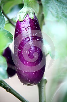 Egg Plant