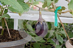 Egg plant