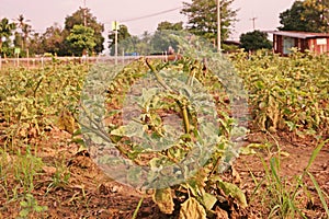 Egg plant in agriculture field