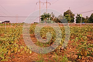 Egg plant in agriculture field