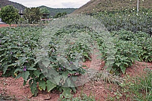 Egg plant agriculture field, fruiing vegetable