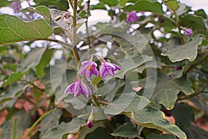 Egg plant agriculture field, fruiing vegetable and its flowers