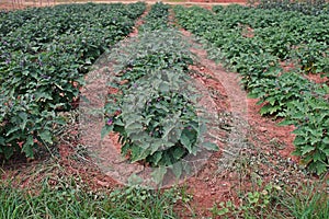 Egg plant agriculture field, fruiingvegetable