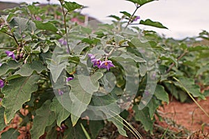 Egg plant agriculture field, fruiingvegetable