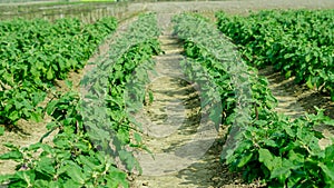 Egg plant farming at a field