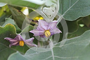 Egg Plant Flower