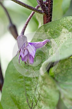 Egg plant Solanum melongena, purple flower