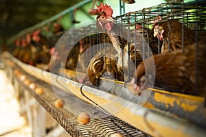 Egg poultry farm with hens