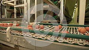 Egg production line