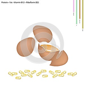 Egg with Protein, Fat, Vitamin B12, Riboflavin