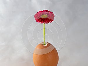 Egg with a red flower photo