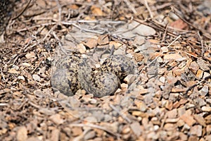 Egg of red-wattled lapwing on the ground.