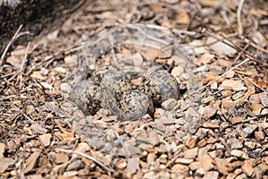 Egg of red-wattled lapwing on the ground.