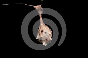 Egg sack of Bolas spider, Ordgarius monstrosus, Satar photo