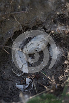 Egg shell remains in ground nest of some bird after spring nesting