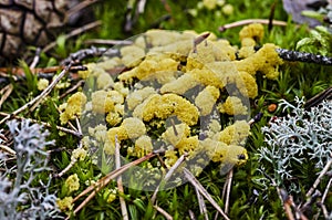 Egg-shell slime mold growing in forest