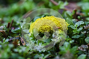 Egg-shell slime mold growing in forest