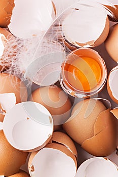 Egg shell and yolk