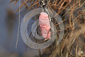 Egg shells Cherries in rice farm nature, Snail pink eggs or Pomacea canaliculata, eggs of golden apple snail