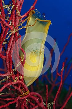 Egg of small-spotted catshark photo