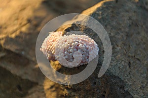 Egg snail