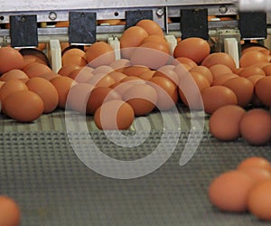 Egg Sorting Machine