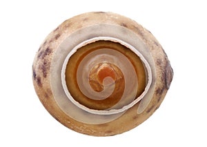 Egg of stick insect - Paramenexenus laetus 3.6 mm