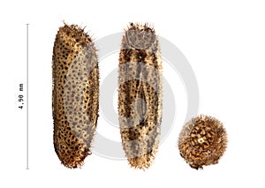 Egg of stick insect - Sipyloidea biplagiata 4.9 mm