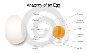 Egg Structure Anatomy Diagram Chart Names