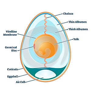 Egg structure vector illustration. Labeled educational anatomy info scheme.