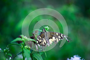 Papilio butterfly or The Common Lime Butterfly or chequered swallowtail hanging on to a plant leaf