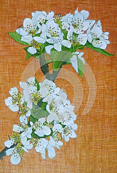 Egg tempera painting of pear blossom photo