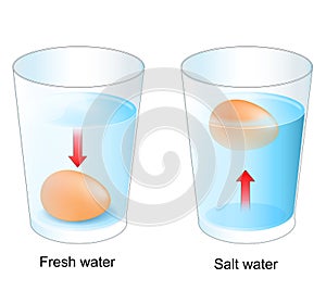 Egg test. Two glasses with Fresh and salt water