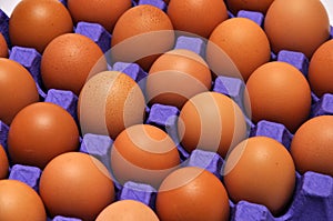 Tray of chicken eggs on a seamless background