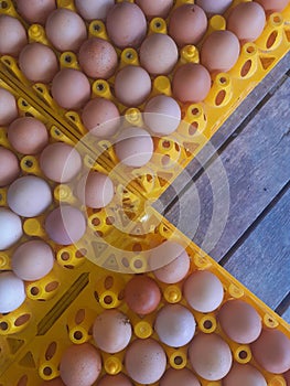 Egg tray farm