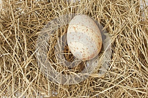 Egg of white-breasted waterhen