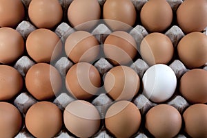 An egg white into brown eggs, Visible minority photo