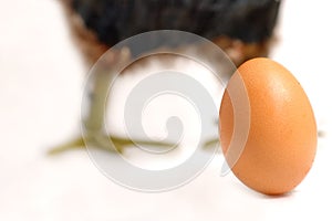 Egg in white and a chicken in background