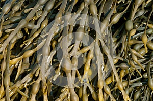 Egg Wrack Seaweed