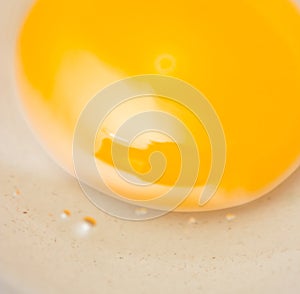 Egg yolk photo