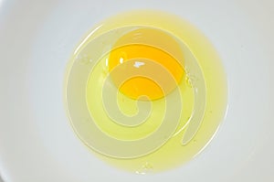 Egg yolk photo