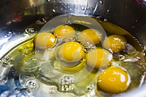 Egg yolk