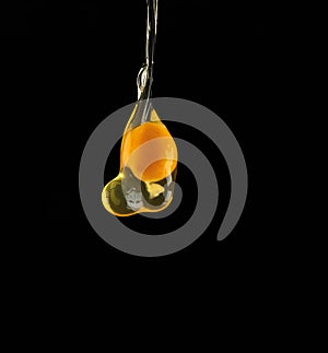 Egg yolk dripping, falling on black background.