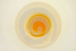 Egg yolk.