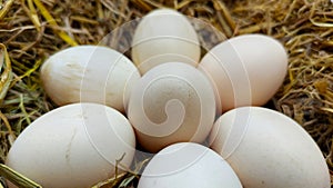 Egg is a zygote produced through fertilization from an egg which functions to nourish and maintain the embryo.