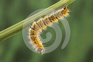 Eggar Moth Caterpillar