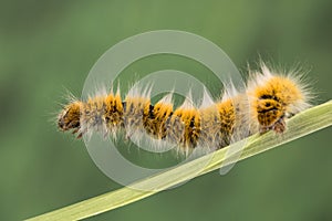 Eggar Moth Caterpillar