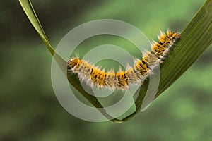 Eggar Moth Caterpillar