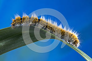 Eggar Moth Caterpillar